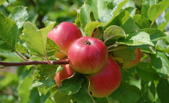 Growing Your Own Food