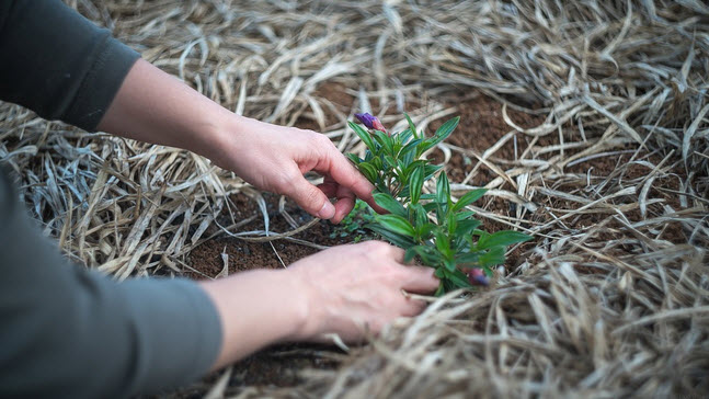 Gardening Relieves Stress