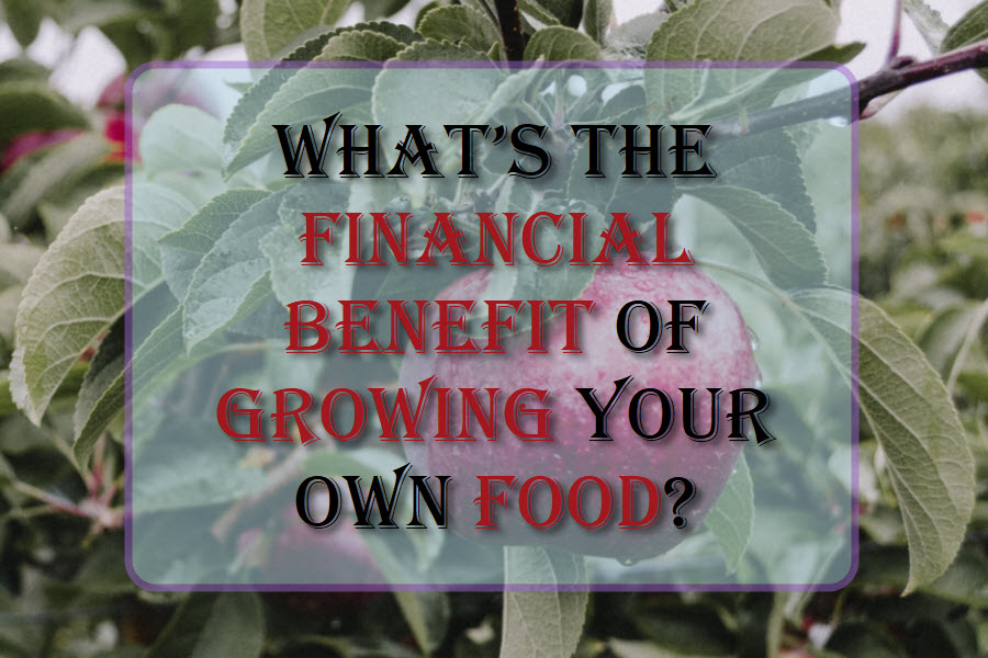 What's The Financial Benefit Of Growing Your Own Food?