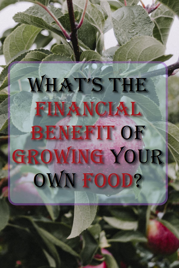 What's The Financial Benefit Of Growing Your Own Food?